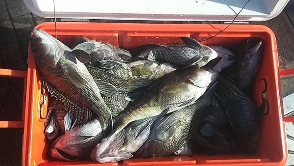 a day's haul of fish in a bucket