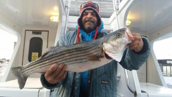 man holding recently caught striped bass