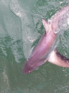 Caught and released in water Thresher Shark
