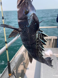 Black Sea Bass